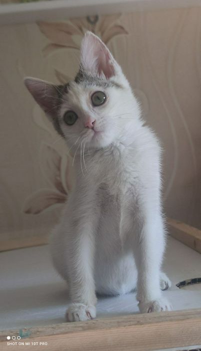 Срочно срочно срочно