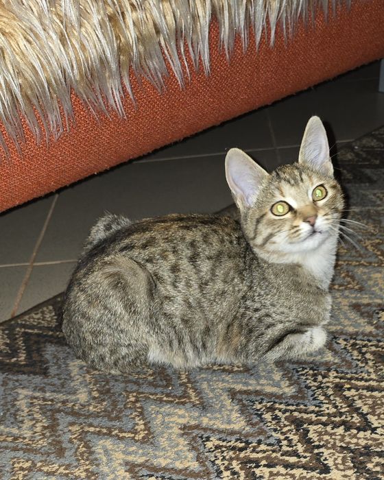 Котетата са Сиво-сребристи със сини очи и Тигрови със златисти очи!