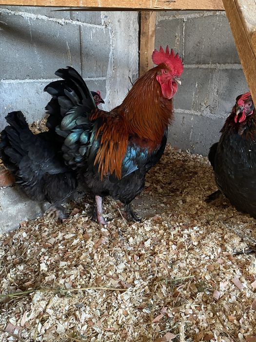 Oua incubat Marans Negru Aramiu