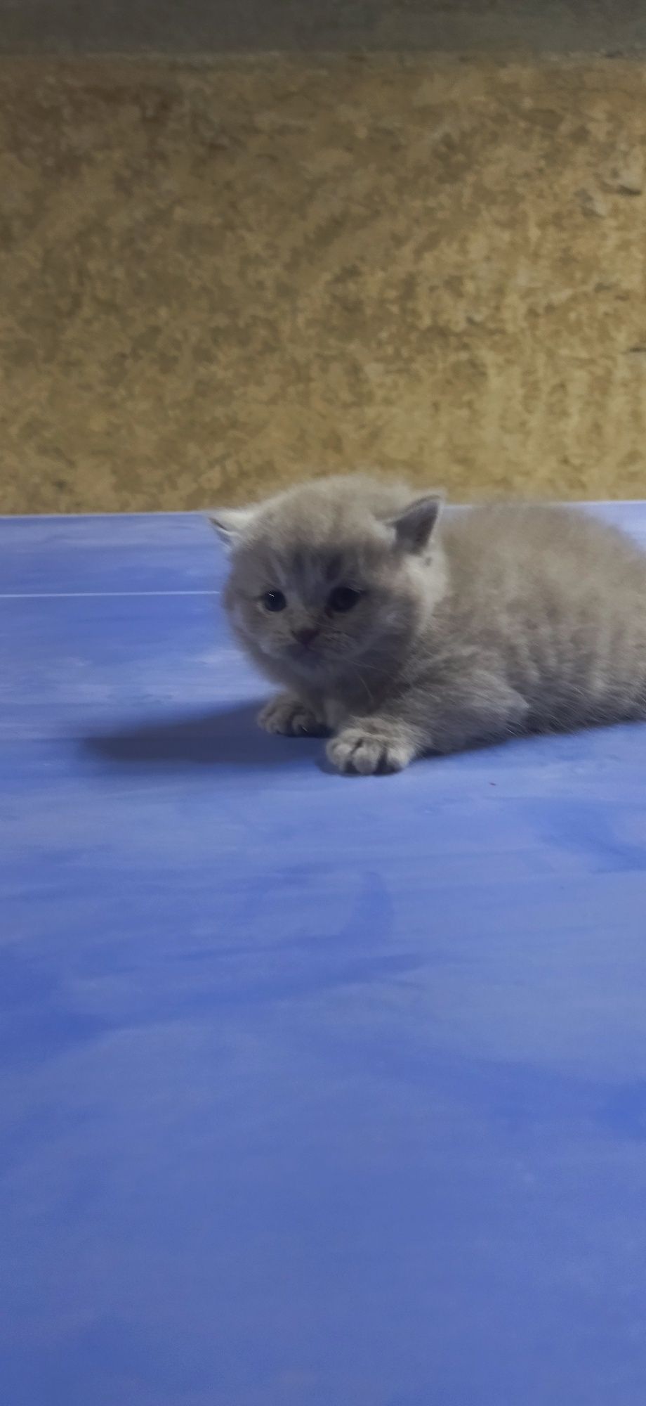 Mushuk zoti Scottish fold va straid