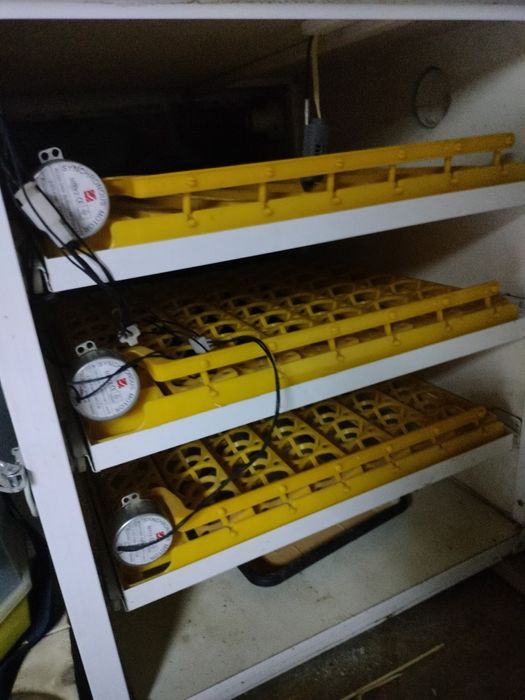 Incubator profesional