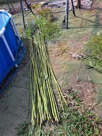 Undițe de bambus  natural 3-4-5 metri