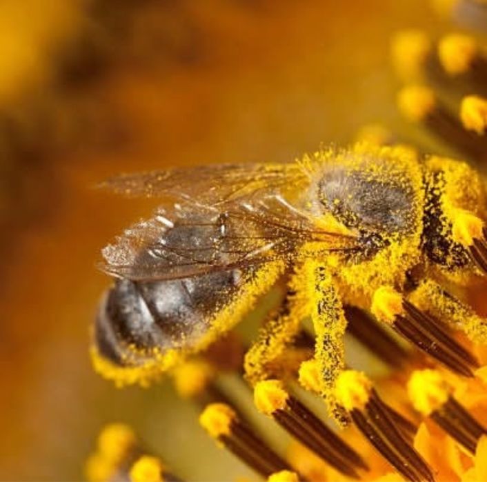 Пчелопакеты 2026