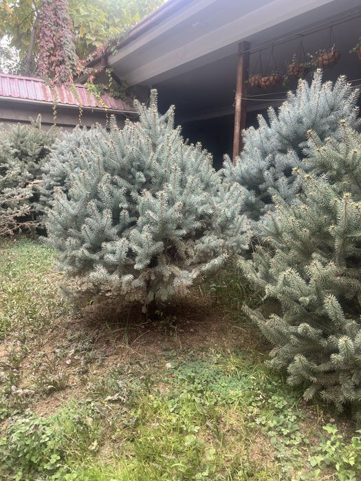 Galubaya el oʻzimizda katda booʻlgan