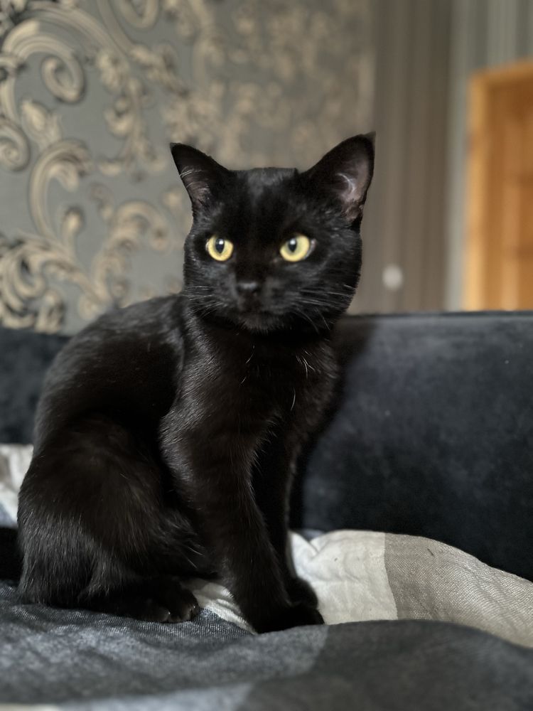 кот ( Salem ) на вязку