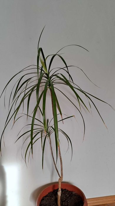 Палма Драцена, цвете