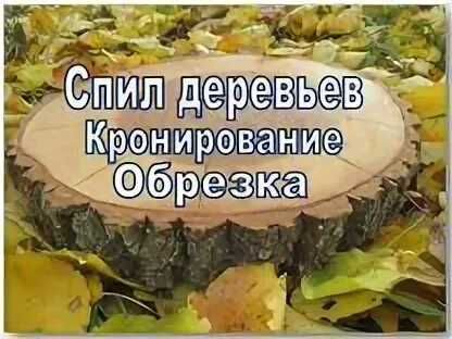 Спилим корнируем дерево, сруб выкорчевывание бензопила, вывоз мусора