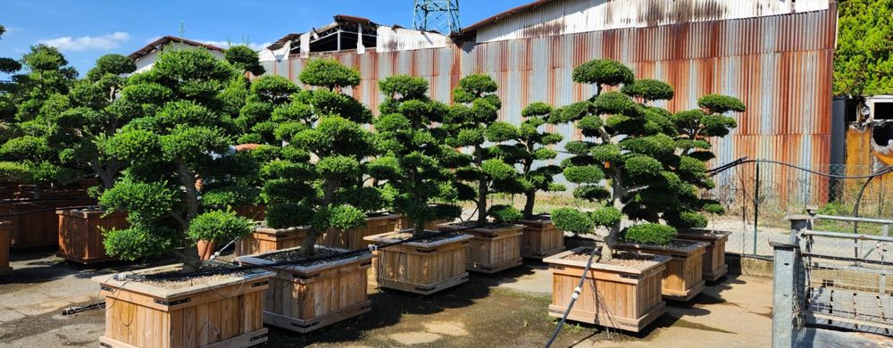 Tuia zmarad Lilandi artari japonez bosai pom poni brazi argiti spirale