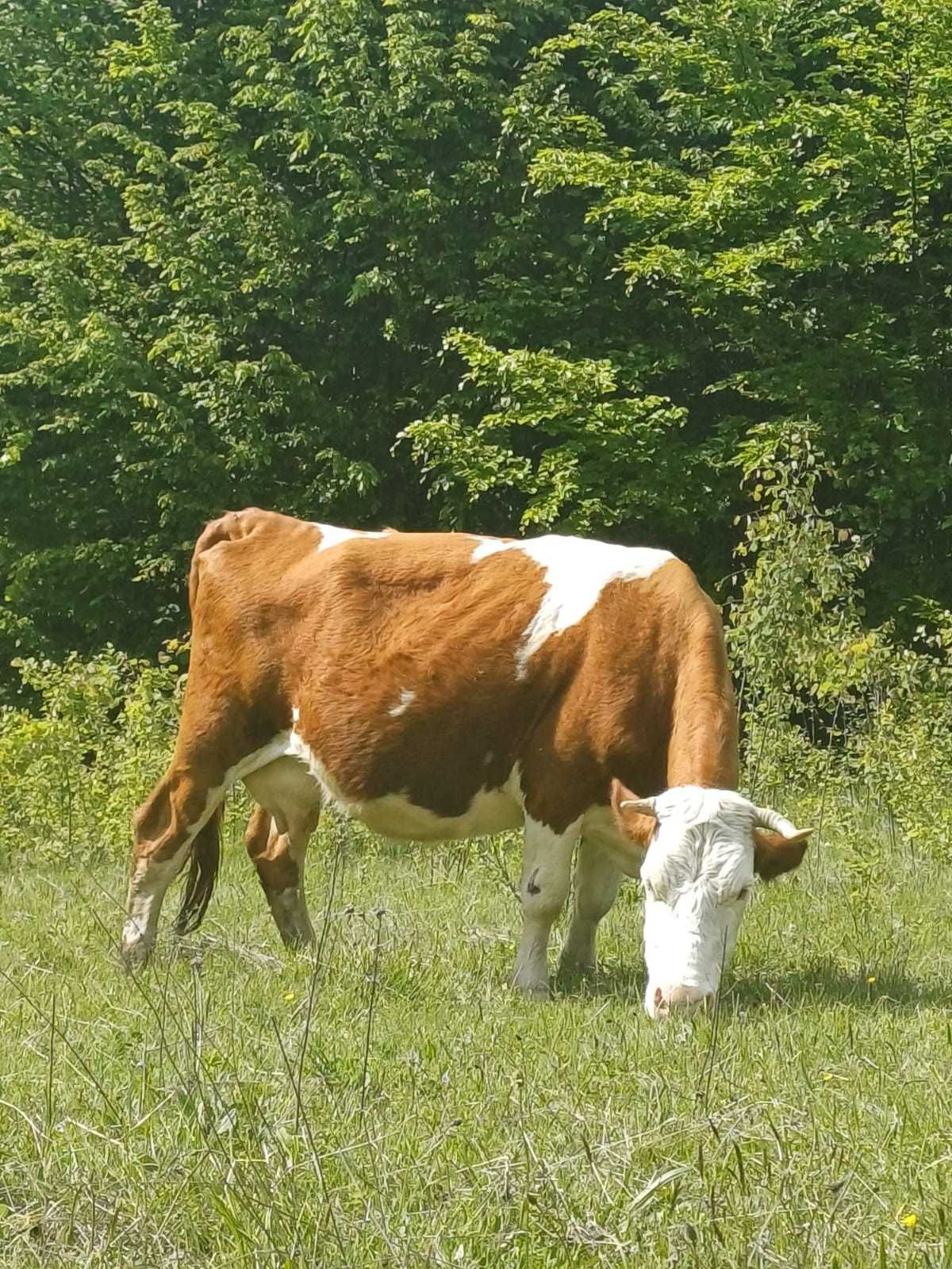 Vând vacă de lapte