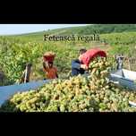 Vand struguri de vin