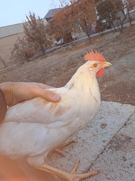 Xuroz sotiladi uyga bokilgan