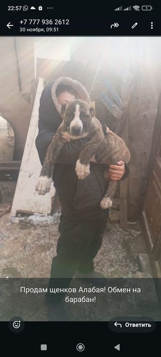 Продам щенков Алабая