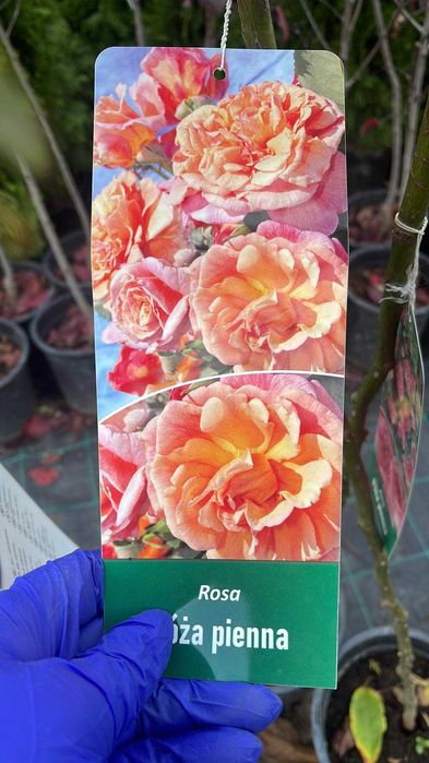 Trandafiri copac inaltime 100-120cm