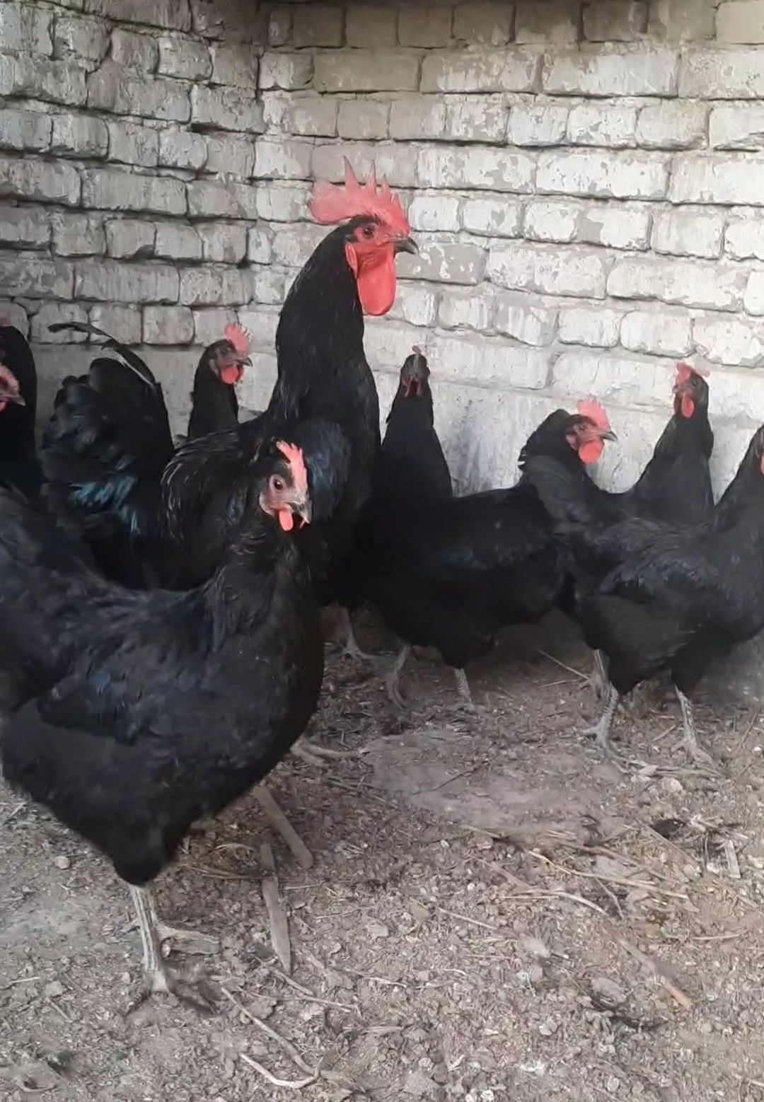 Qora shaxzoda tuxumlari
