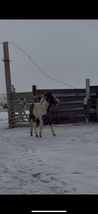 Продам жабагы, 250 тысяч