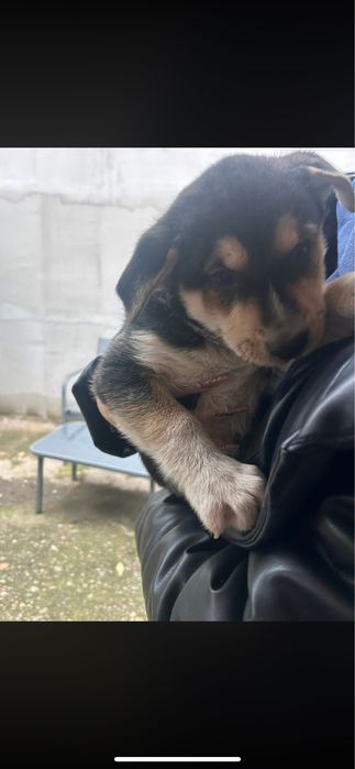 Am gasit 3 catelusi dragalasi si jucausi maxim!