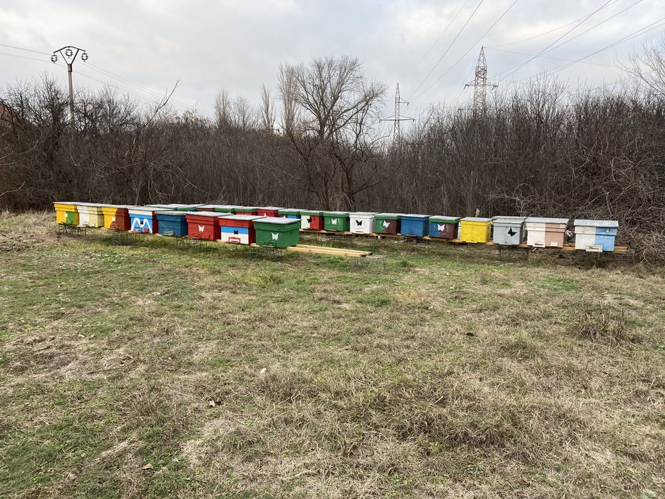 Miere de albina stupina proprie