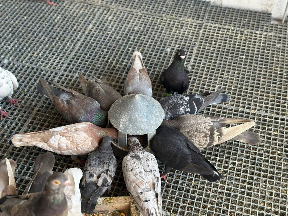 Porumbei voiajori culori rare!