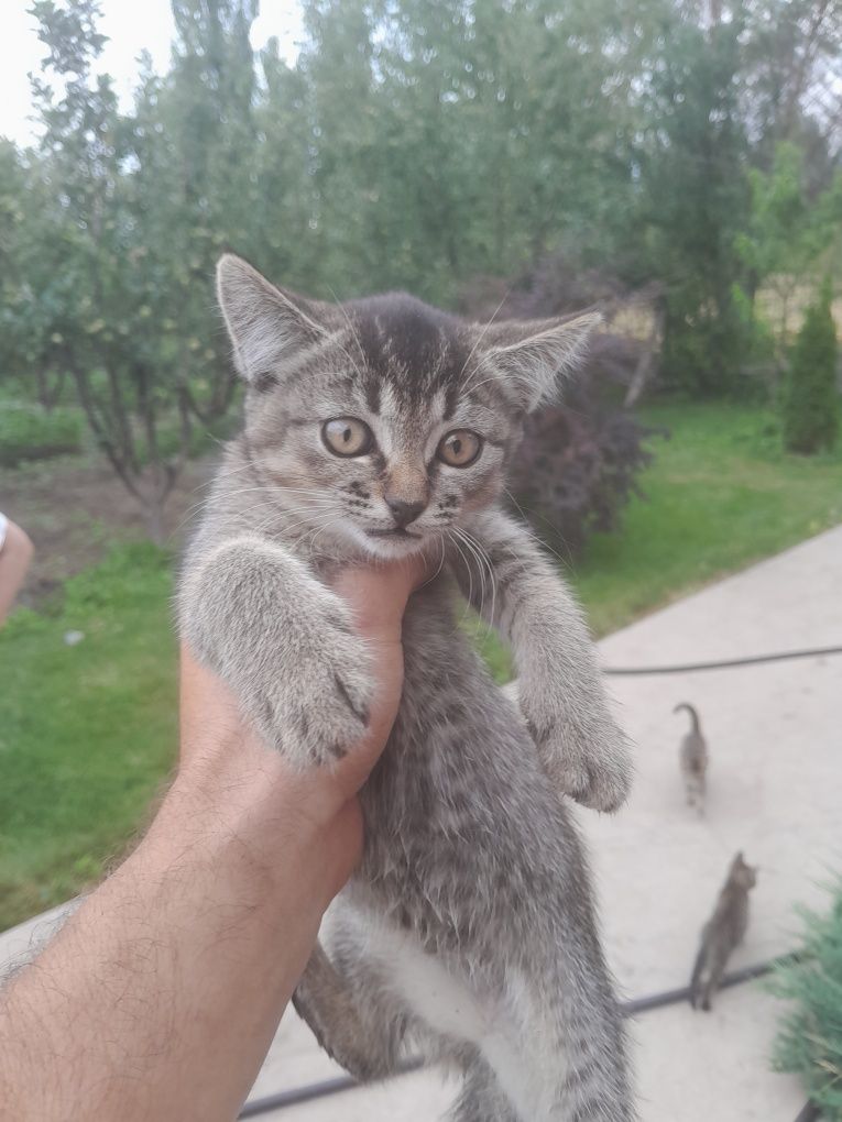 Котята бесплатно в хорошие руки