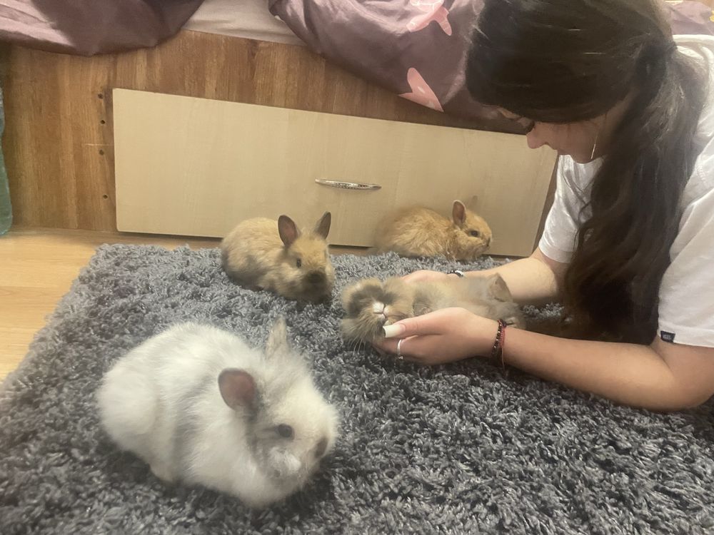 Vindem 5 iepurasi de casa