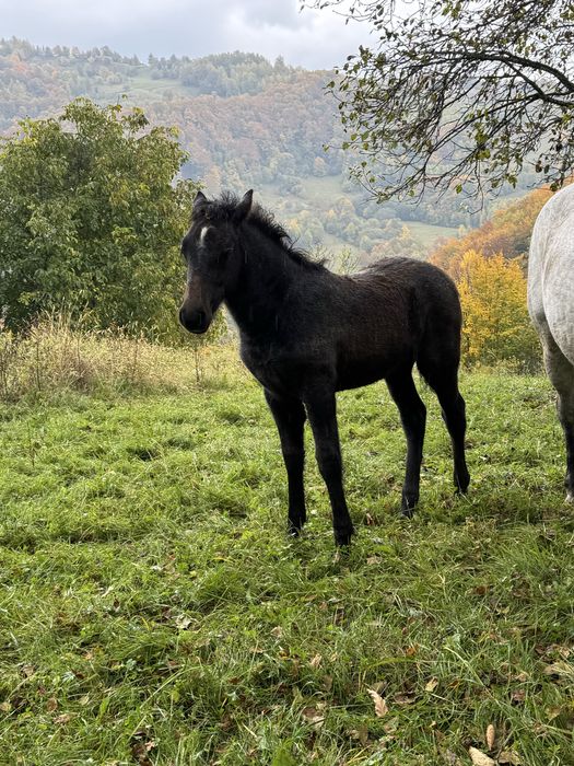Cai de vânzare  mai multe detali la telefon.