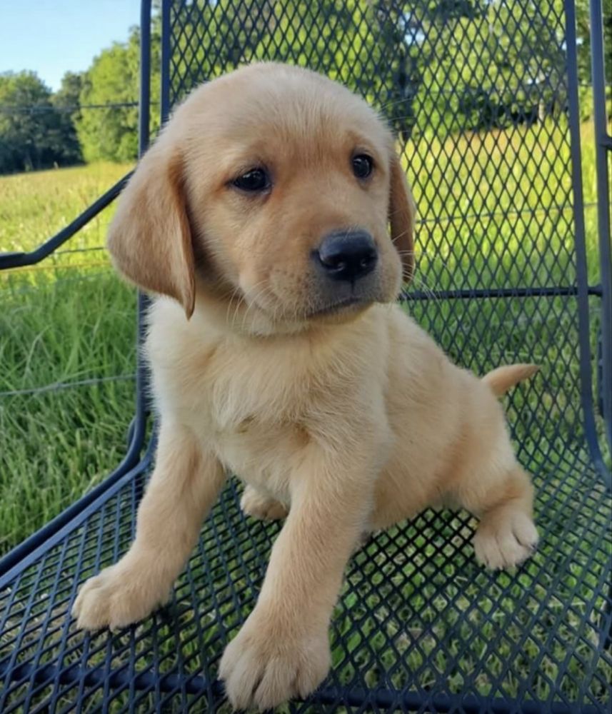 Labrador retriever 950 lei