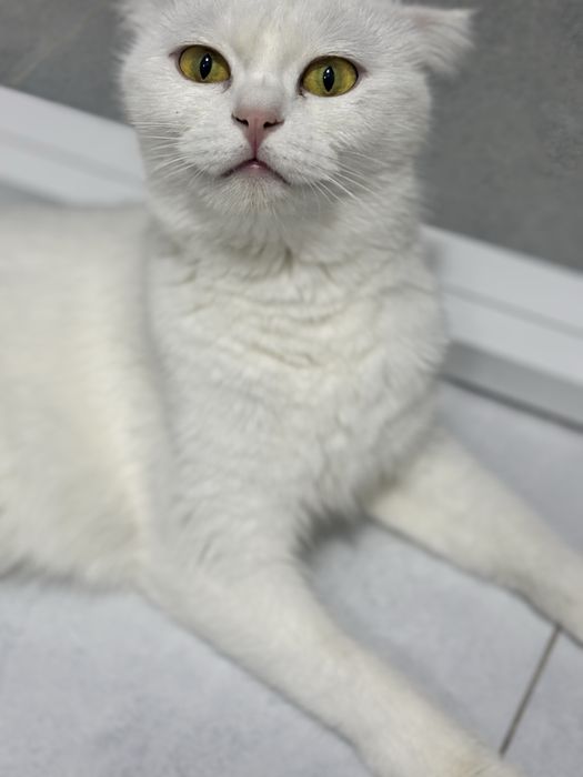 Кошка породы скотиш фолд