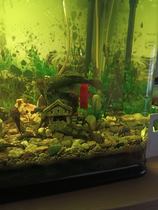 Анцитруси обикновени