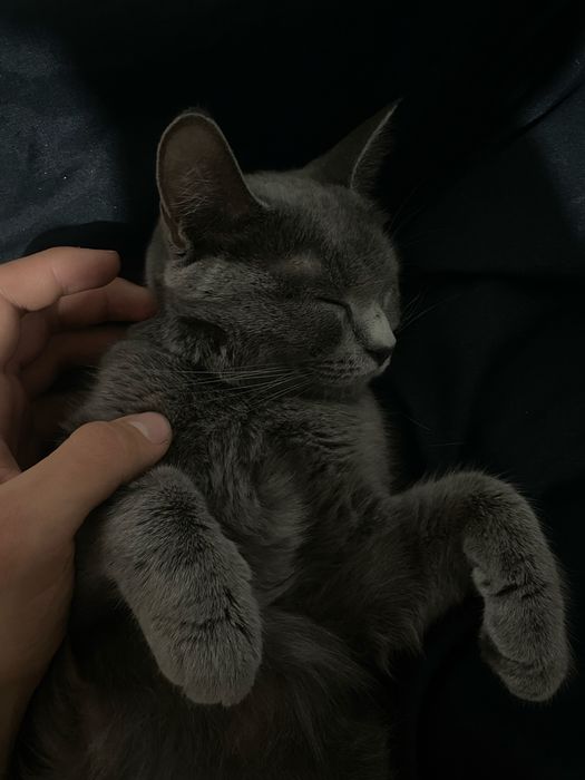 Scottish Straight urg’ochi mushuk sotiladi