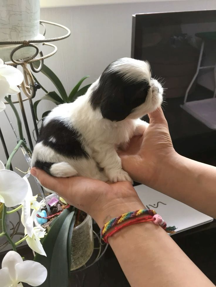 Pui shih-tzu talie mica