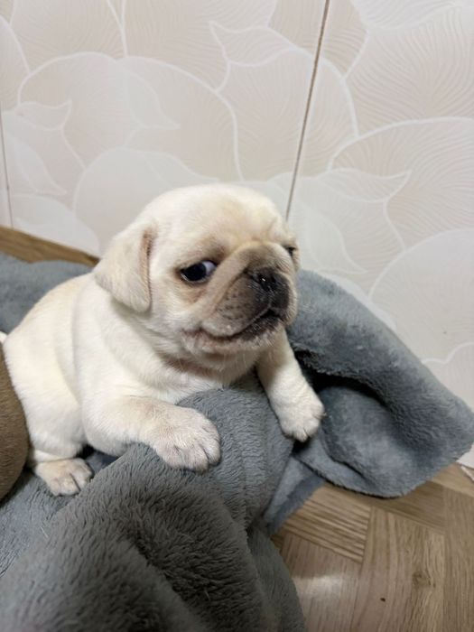 Pui Pug / Mops Alb mascul
