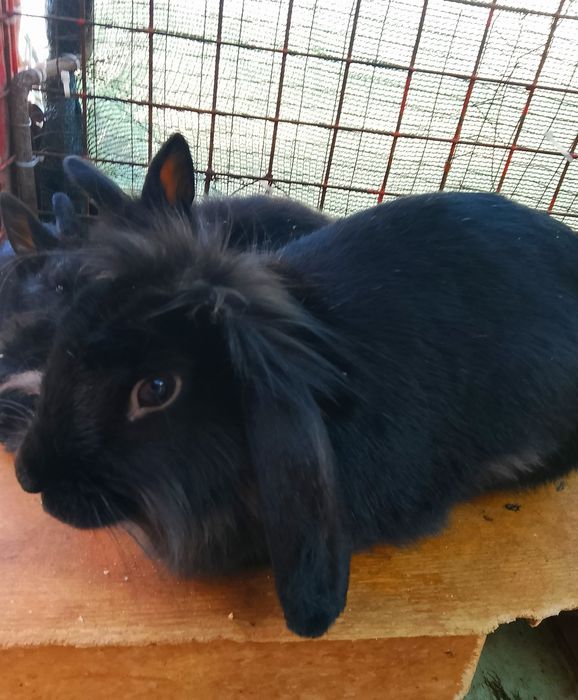 Karlik baran quyon bollar