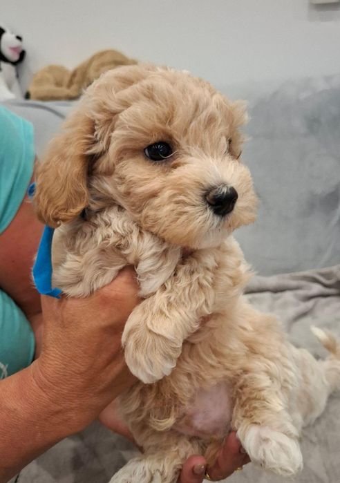 Maltipoo 2 luni  cu microcip