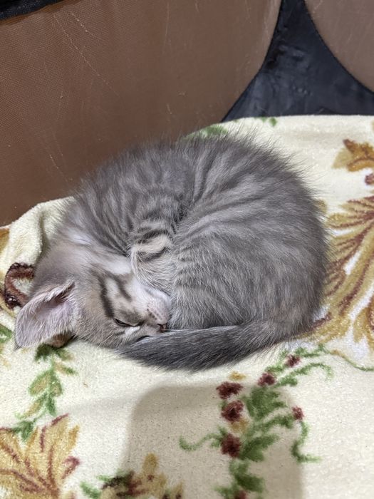 Котенок  девочка