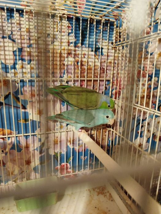 Vand o pereche papagali forpus