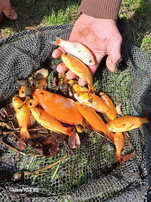 Puiet Caras argintiu