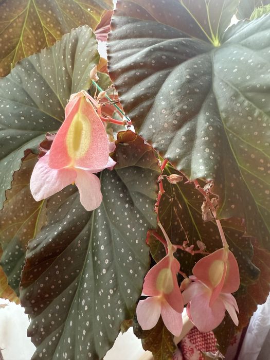 Бегония отростки с корнями