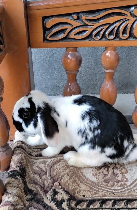 Karlik baran samest 4 oyli soglom