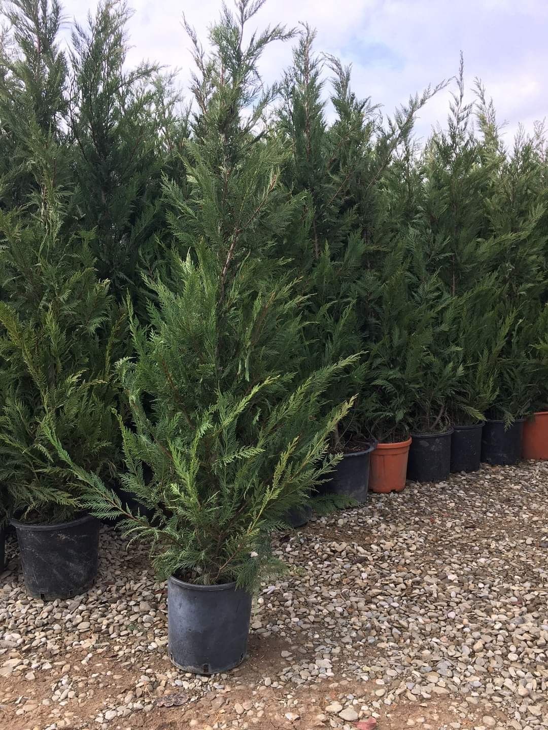 Cupressus leylandii 2.5 - 3m en - gross, calitate premium!