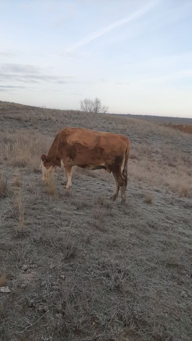 Сиыр сатылады Продам