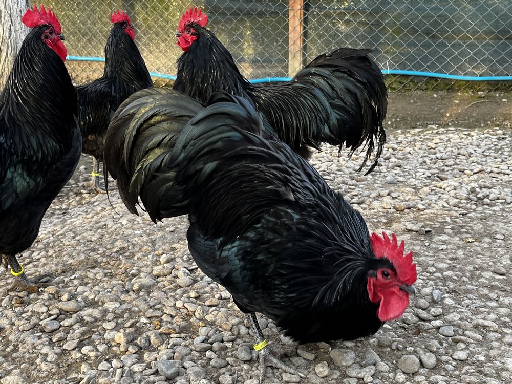 Găini si Cocoși  Australorp