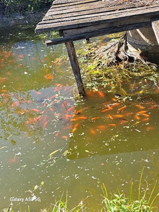 Puiet Caras argintiu