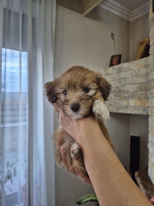 Adopție pui de catelusi