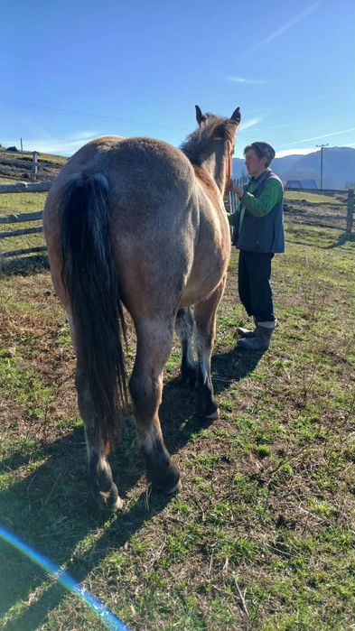 Vând  trei mânzi semi-grei