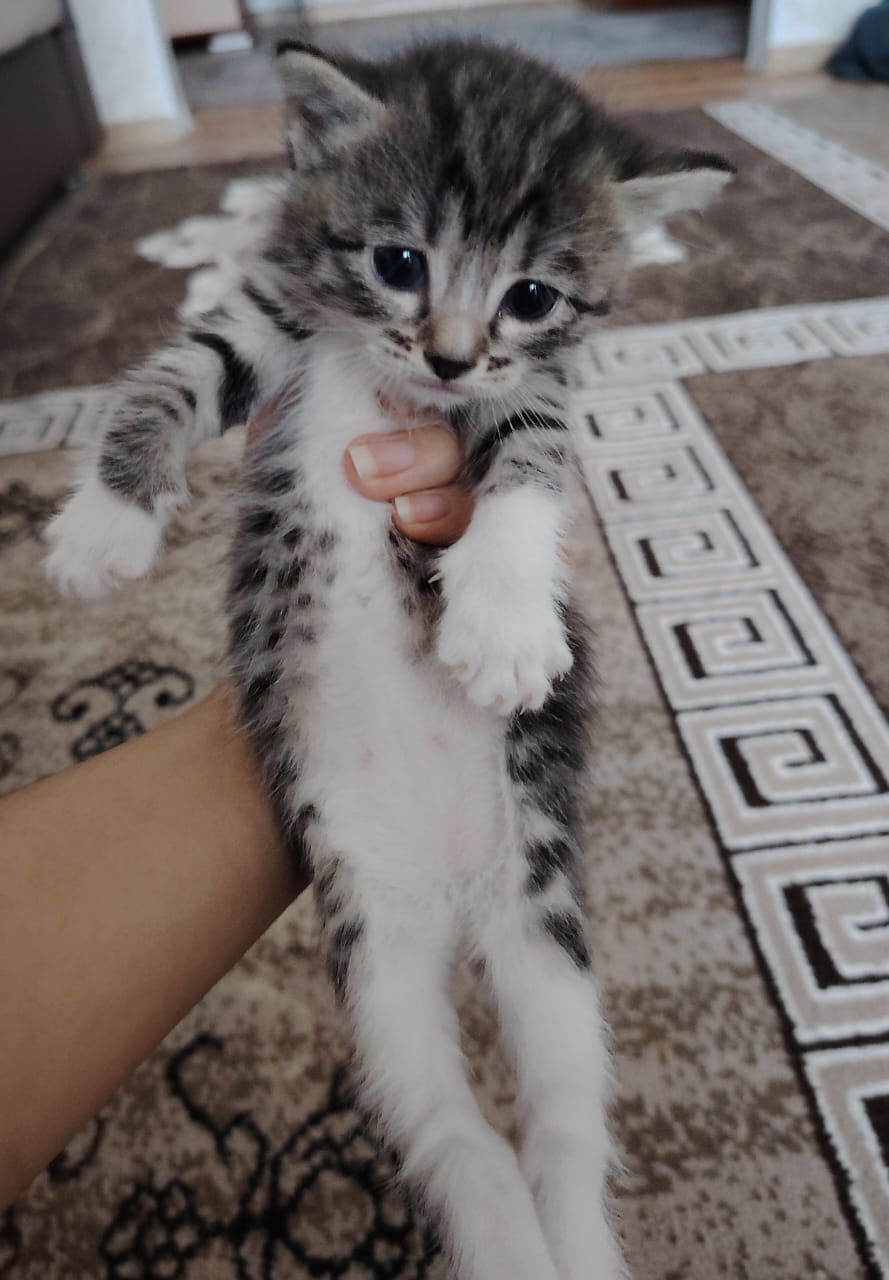 Одам бесплатно котят