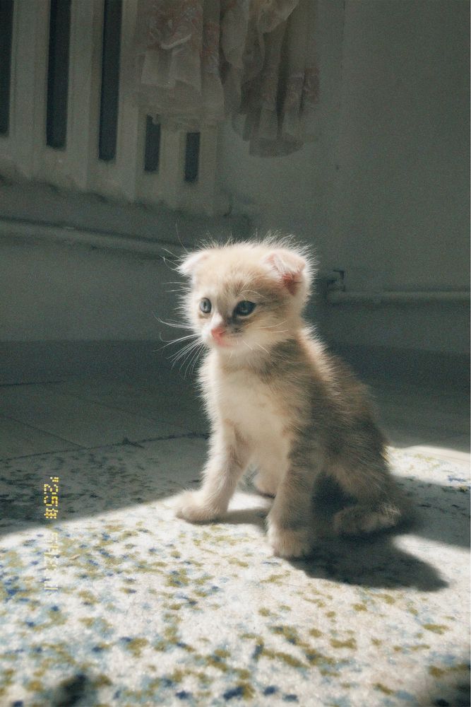 Котенок шотланский