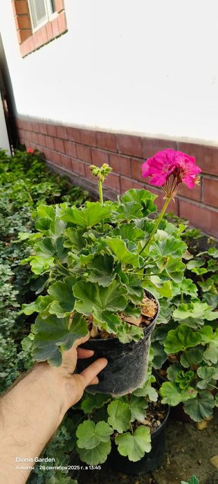 Комнатные цветы Үй гүлдері  Кызылорда Мекенжайға жіберу