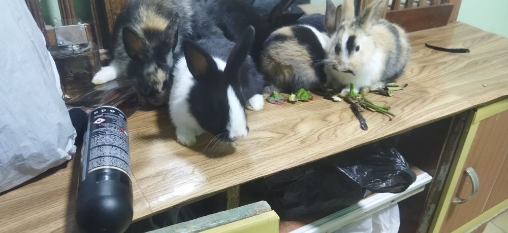 Quyon bollari sotiladi galland panda