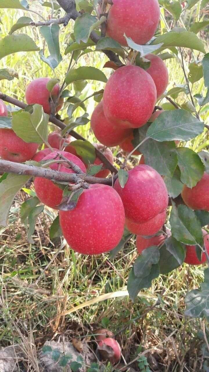 Мевали ва манзарали дарахтлар