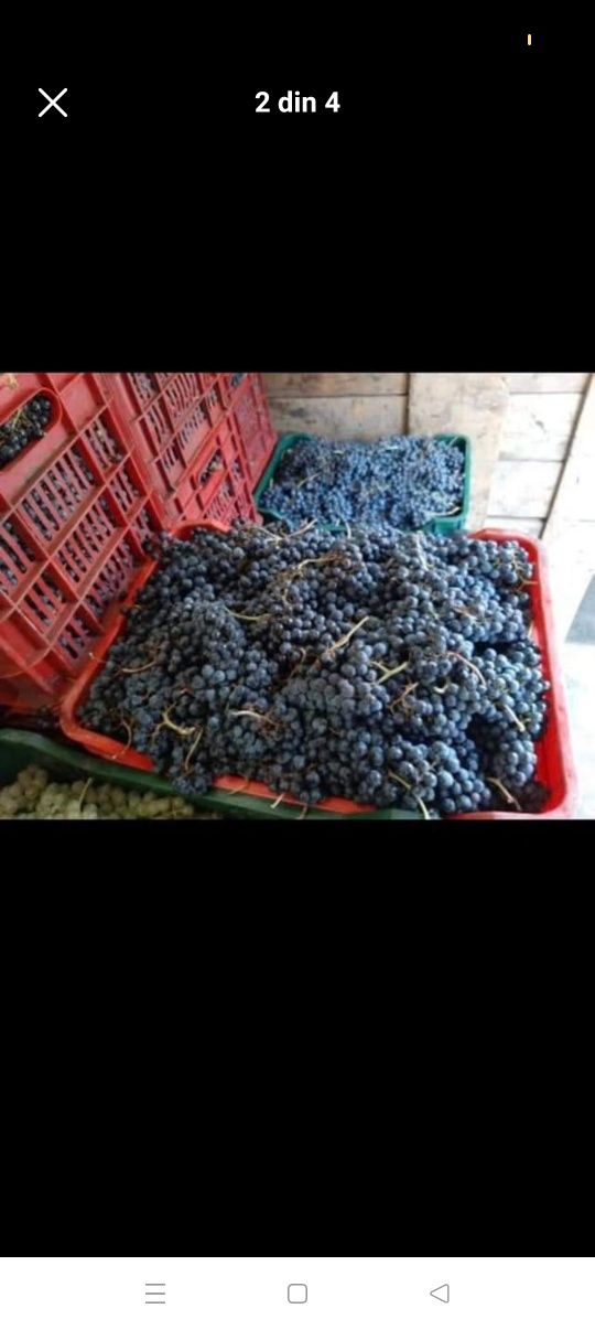 Strugurii de vin,firma serioasa livram in toată țara .Poftiți in vie